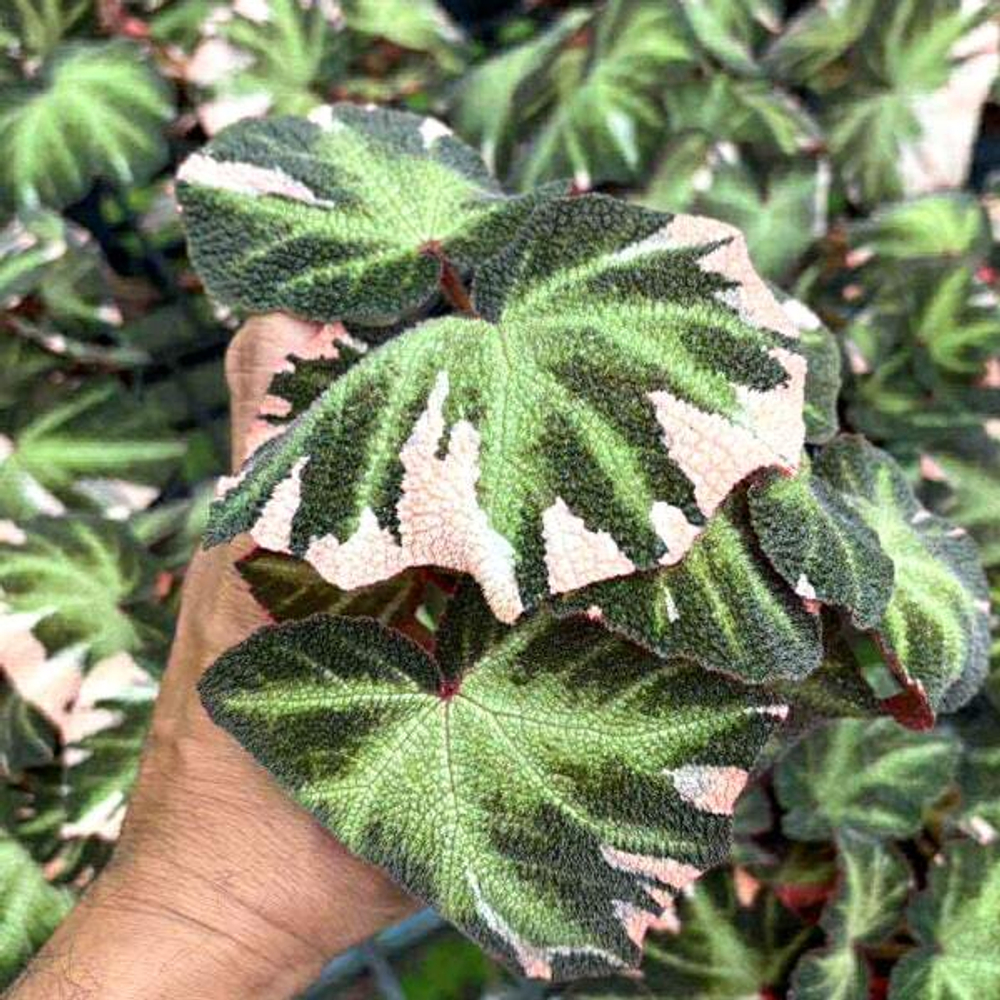 Бегония SOLIMUTATA VAR