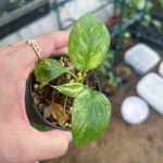 Хомаломена RUBESCENS LEMON PEACH