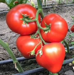 Саймон F1 семена томата полудетерминантного (Enza Zaden / Энза Заден)