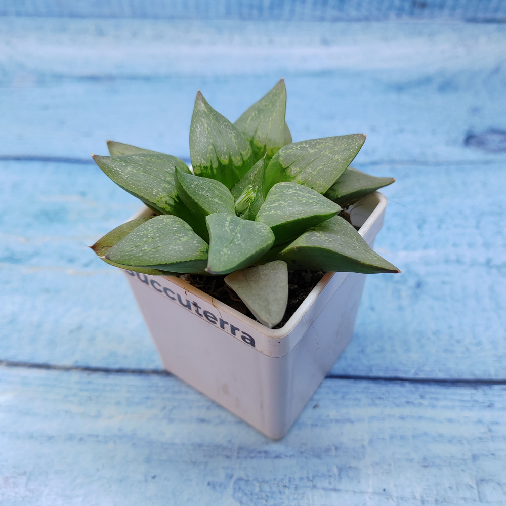 Haworthia Comptoniana Hybride hybrid (Хавортия)
