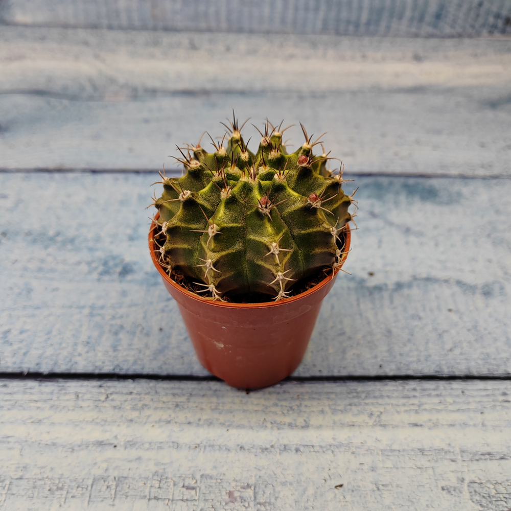 Gymnocalycium Friedrichii (Гимнокалициум)