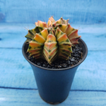 Gymnocalycium Variegata (Гимнокалициум Вариегатный)