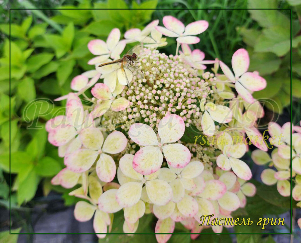 Гортензия метельчатая Пастель Грин- Пастельно- зелёный (Hydrangea paniculata `Pastelgreen`)
