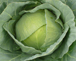 Браксан F1 семена капусты белокочанной (Syngenta / Сингента)