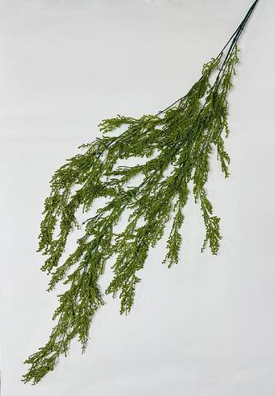 Кипарис ампельный ветка