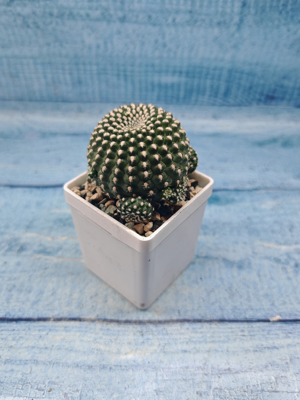 Sulcorebutia Heliosoides (Сулькоребуция)