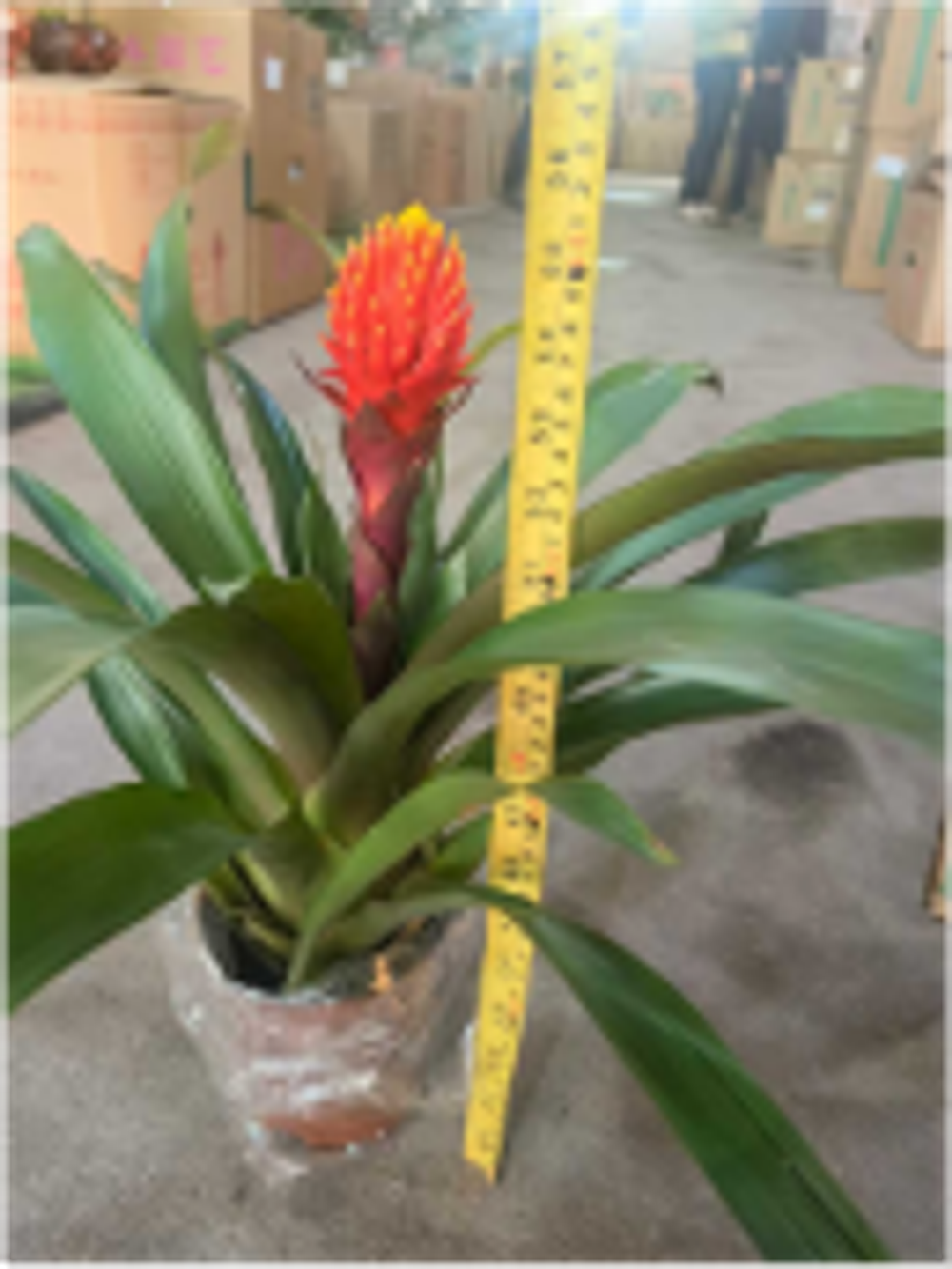 Гусмания Факел д.14