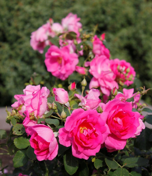 Роза канадская Фронтенак С4 Закупка М43 июнь 2026