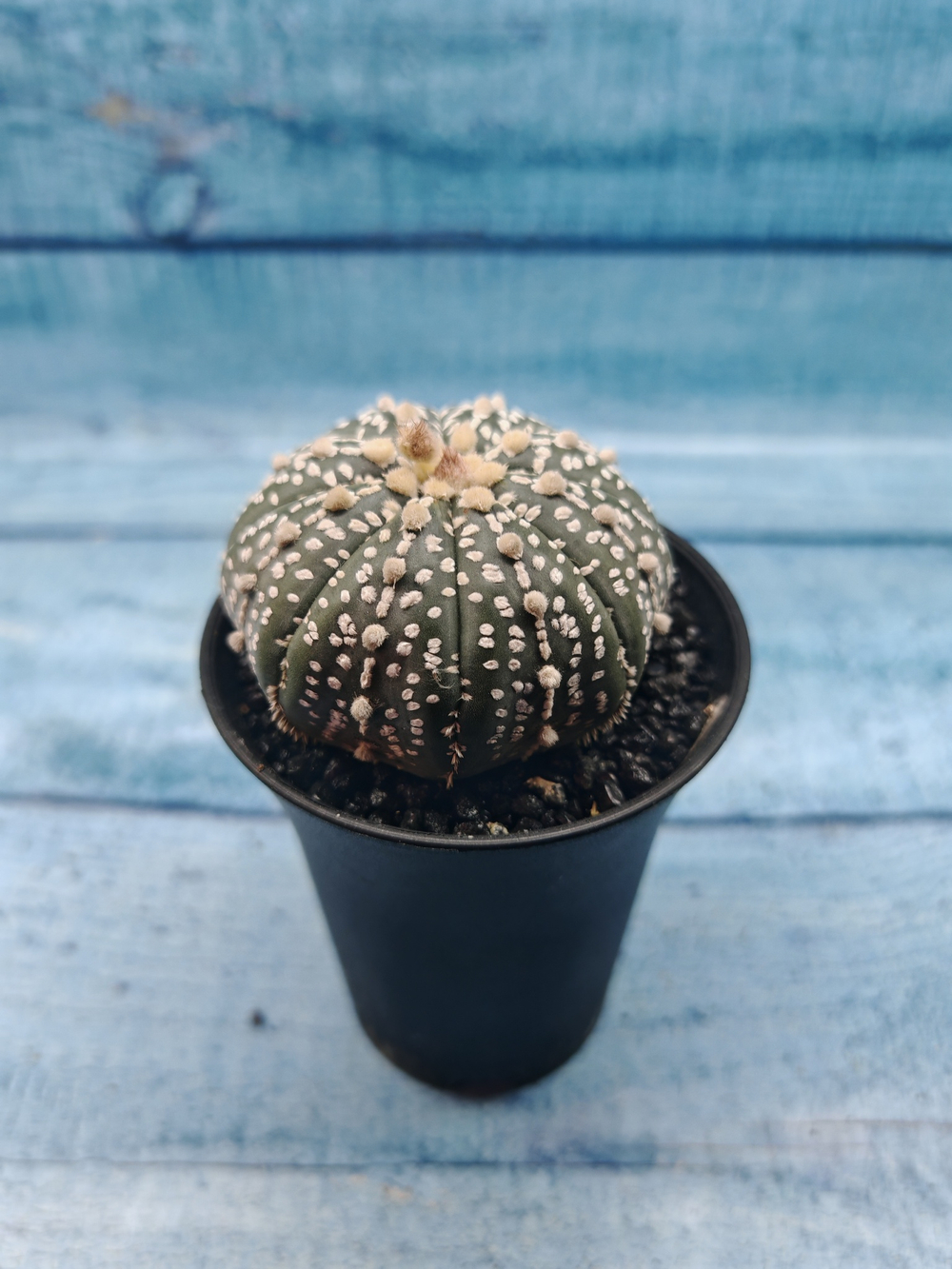 Astrophytum Asterias (Астрофитум)