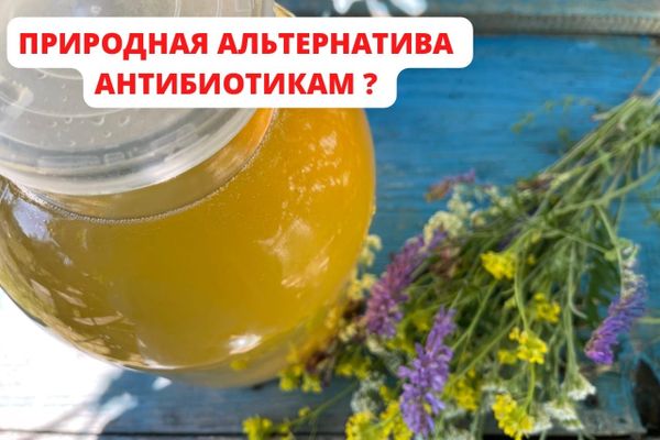 ПРИРОДНАЯ АЛЬТЕРНАТИВА АНТИБИОТИКАМ?