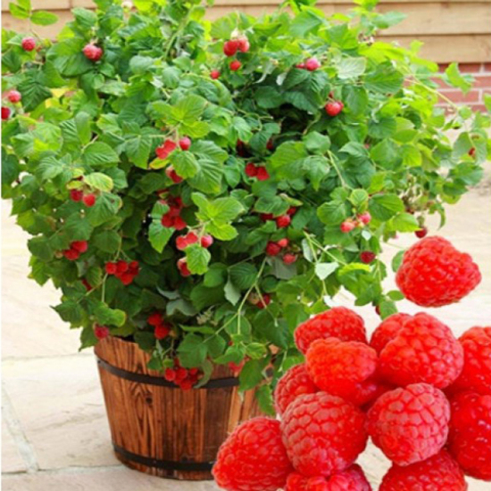 Малина карликовая Руби Бьюти / Rubus idaeus, Ruby Beauty