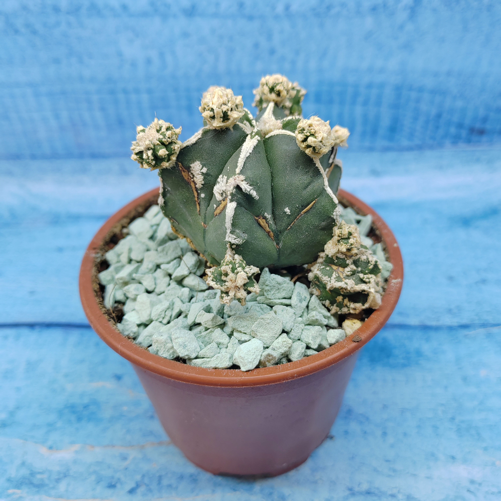 Astrophytum Myriostigma "Hakujo Fukuryu"  (Астрофитум)