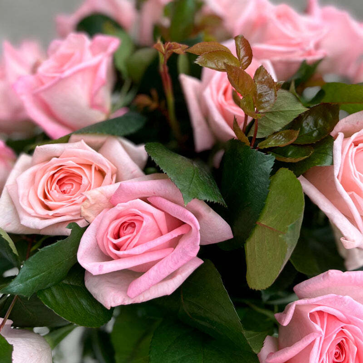 Улыбка — букет ароматных роз Пинк О'Хара с юными веточками-пасынками — h ≈ 40 см