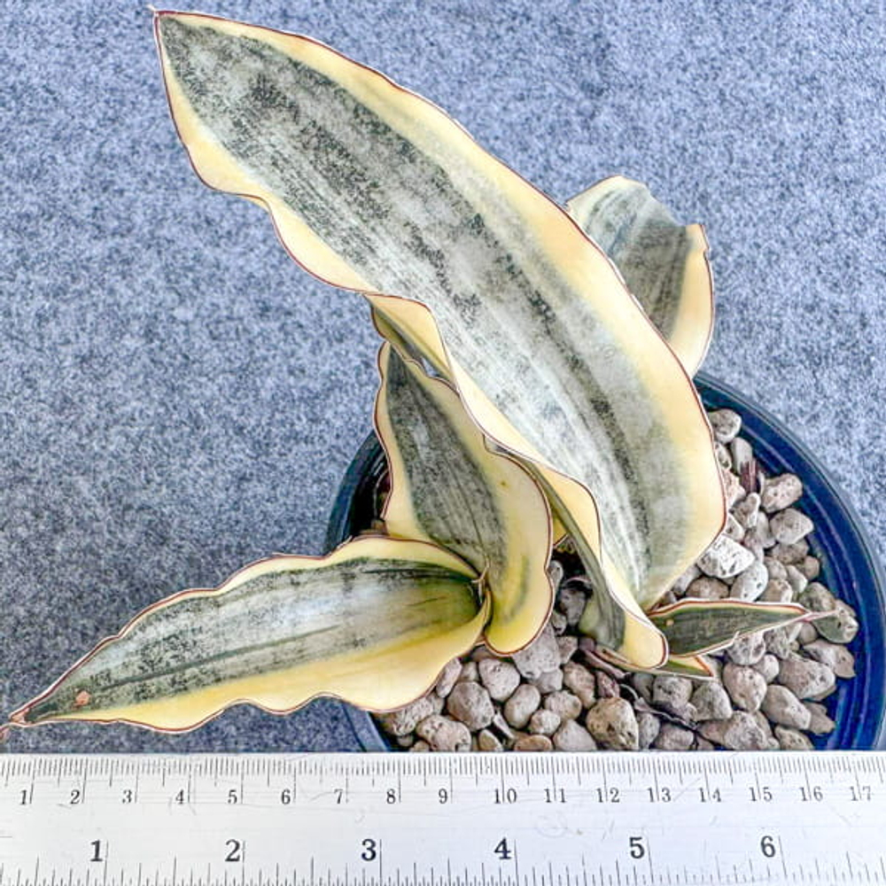 Сансевиерия SILVER CLONE VAR