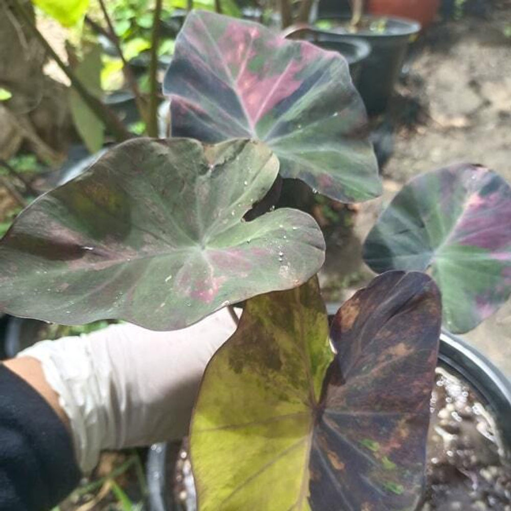 Колоказия EPISODE ONE