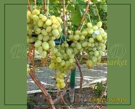 Виноград СУПЕР-ЭКСТРА (ЦИТРИН)
