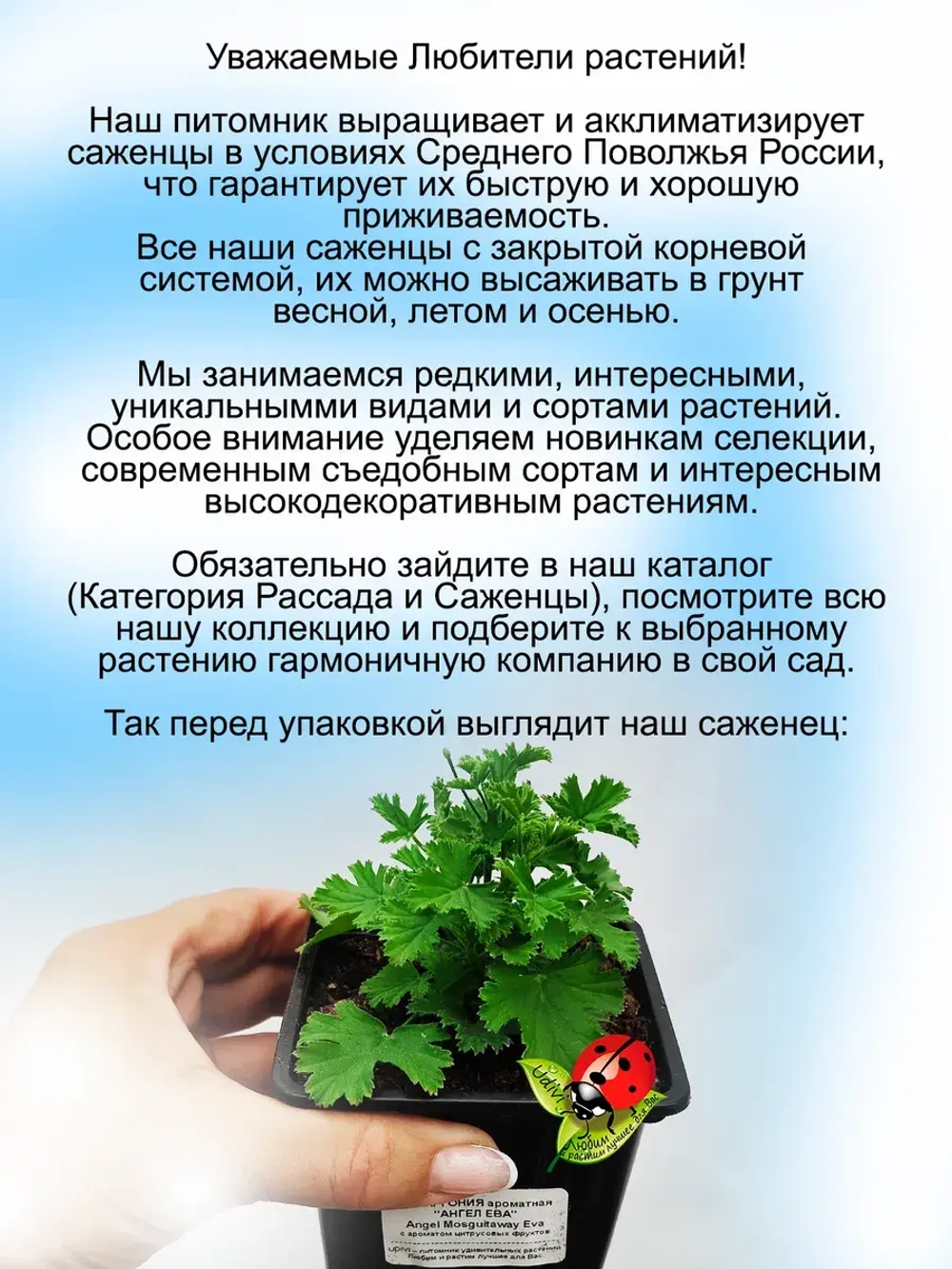 Пеларгония Ангел Ева с ароматом цитрусовых фруктов