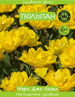 Тюльпан Луковица, Мэри Джо Легал, 6+ шт
