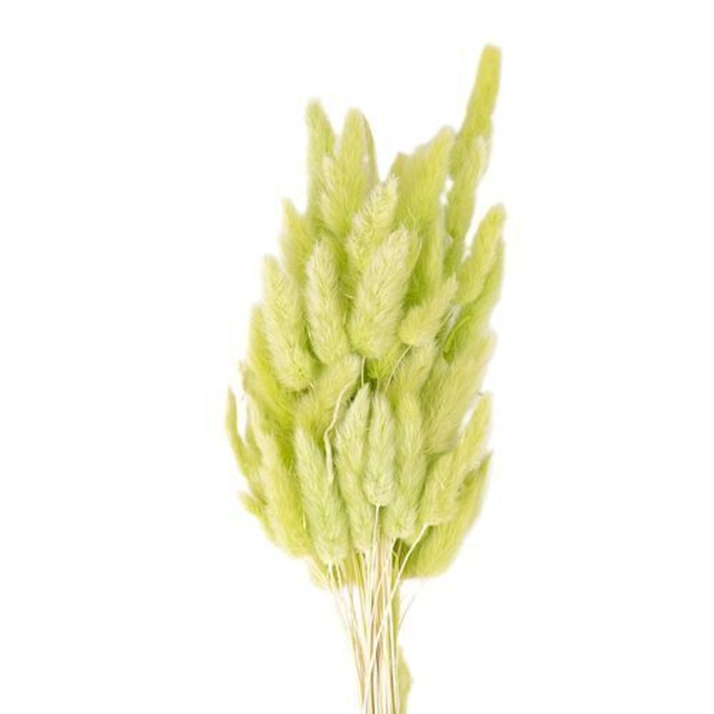 Сухоцветы ЛАГУРУС 65см 34гр САЛАТОВЫЙ