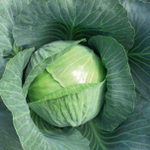 Гальватрон F1 семена капусты белокочанной (Seminis / Семинис)