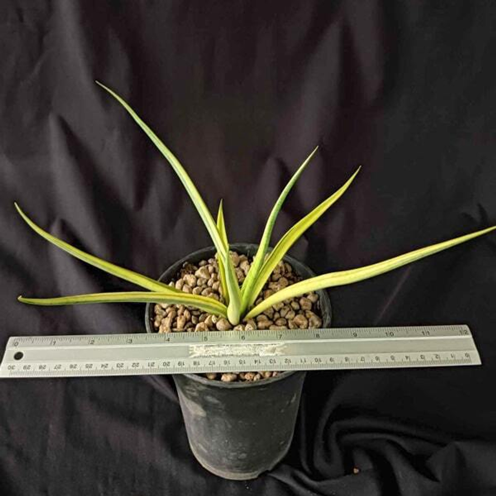 Сансевиерия GRACILIS HYBRID VAR