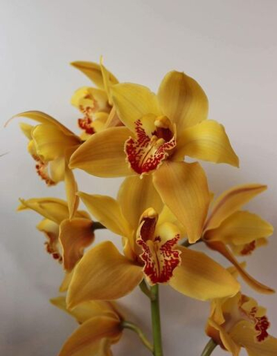 Ветка Орхидеи