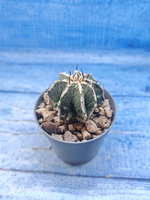 Astrophytum Myriostigma Fukuryu (Астрофитум)