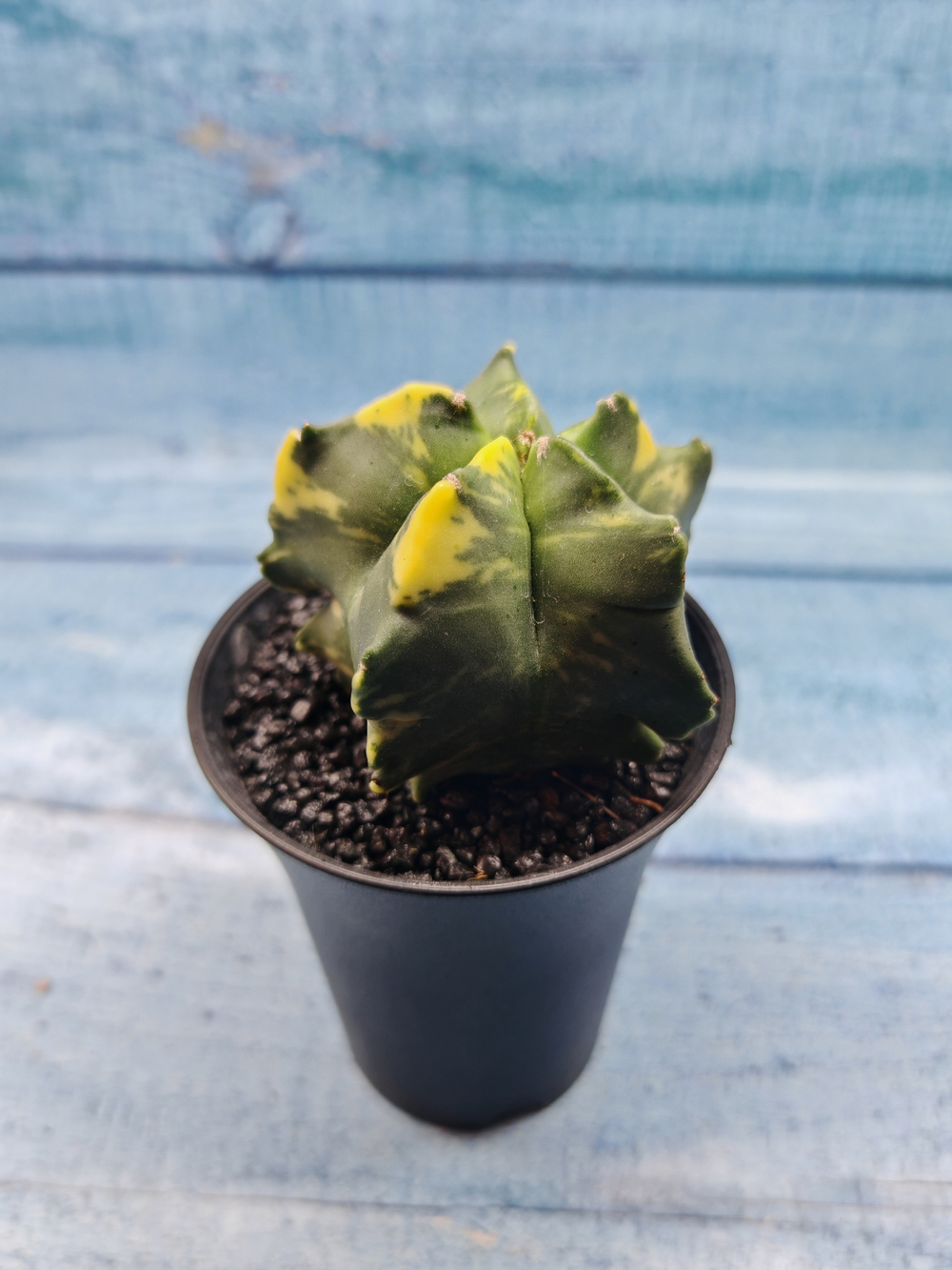 Astrophytum Myriostigma variagate (Астрофитум вариегатный)