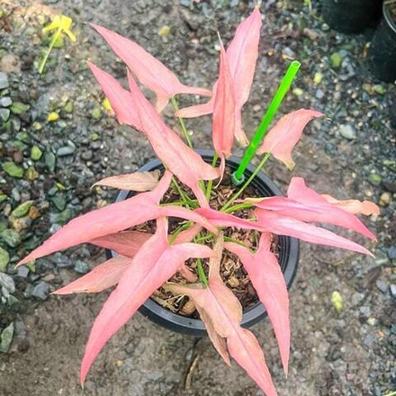 Сингониум BUNNY LONG