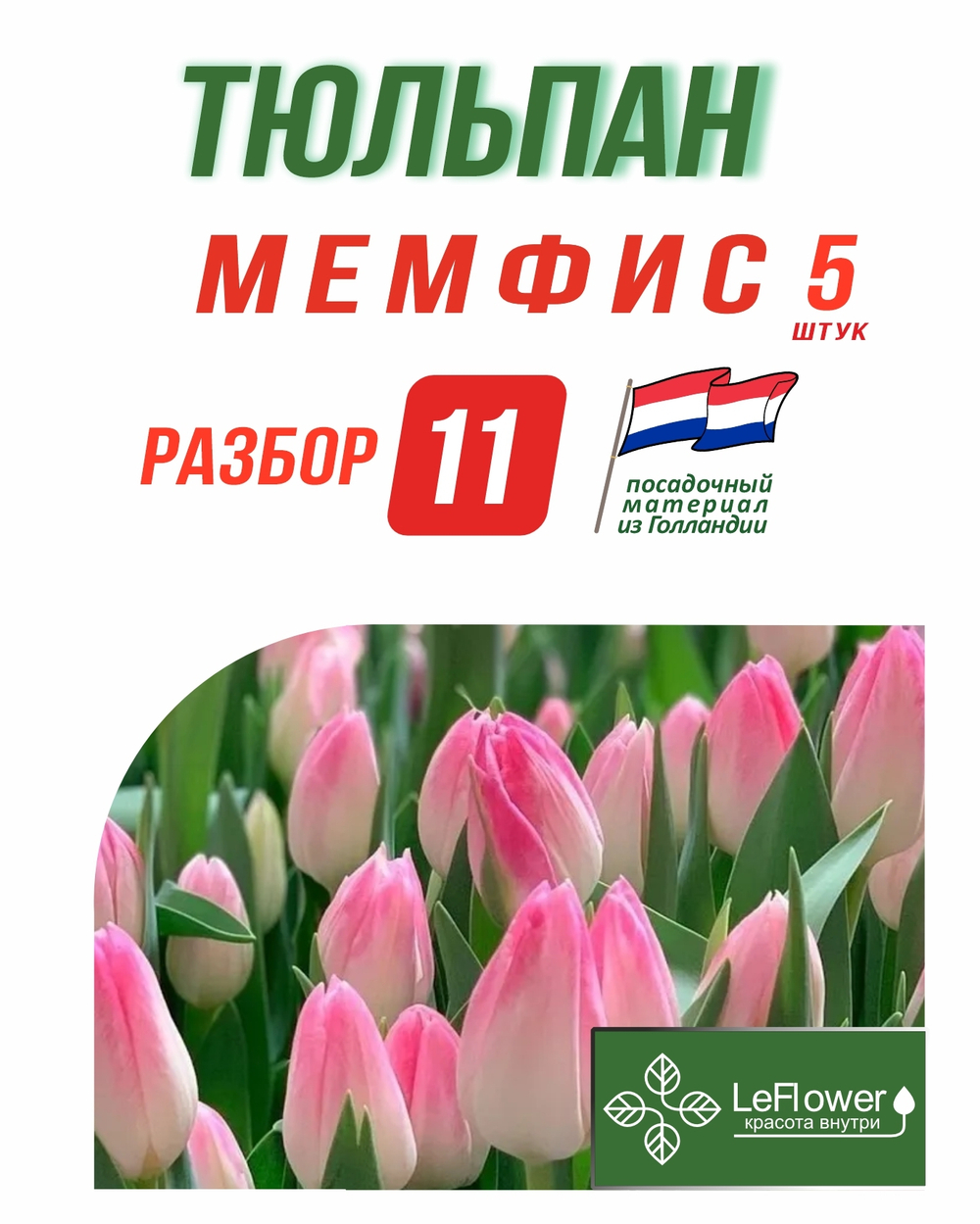 Тюльпан Мемфис, 5 шт