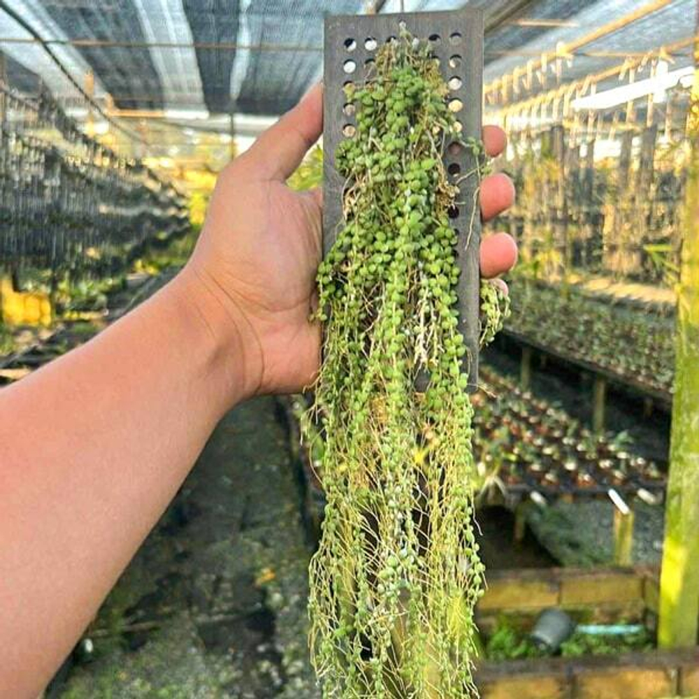 Дисхидия NUMMULARIA DWARF