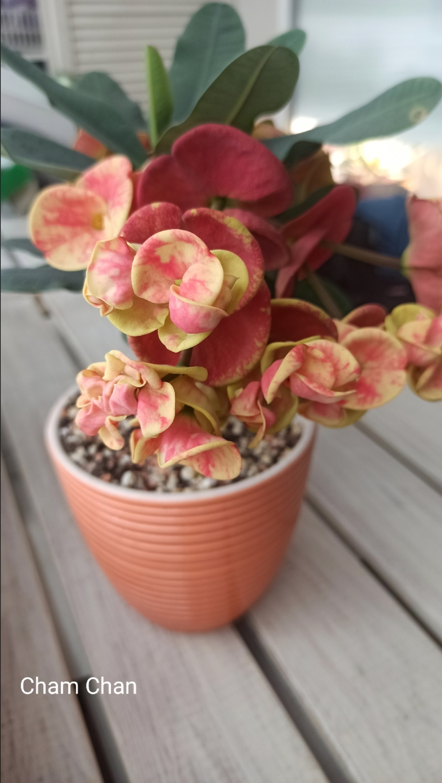 Эуфорбия. Фото покупателей