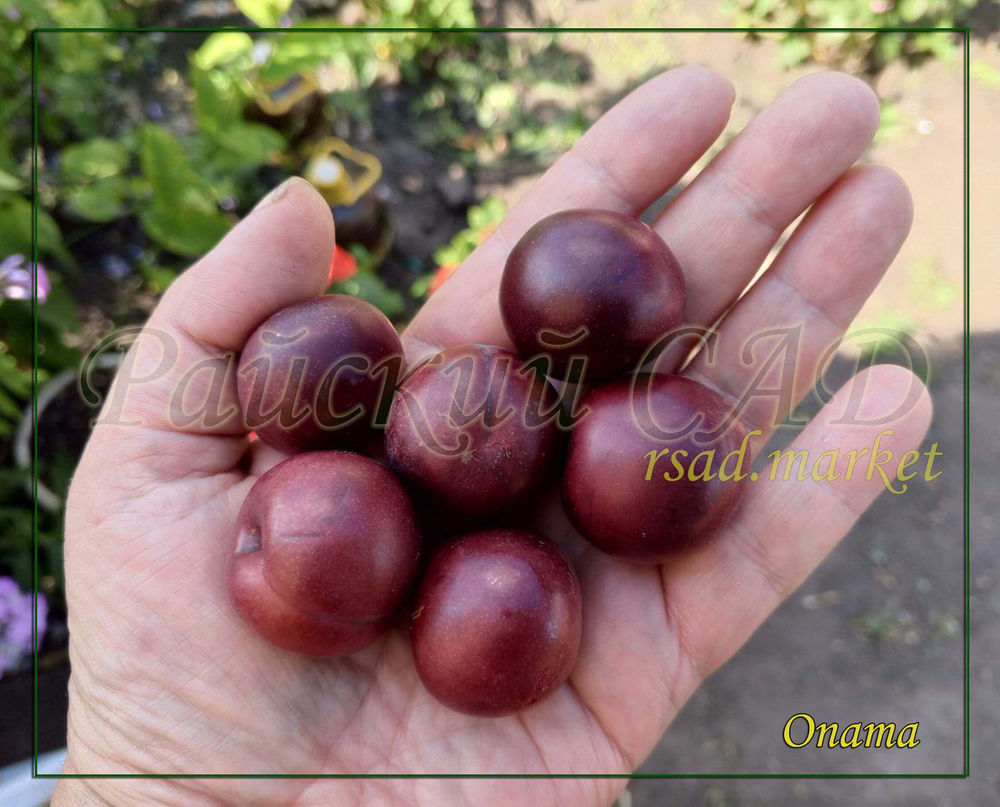 Сливово-вишневый гибрид СВГ Опата