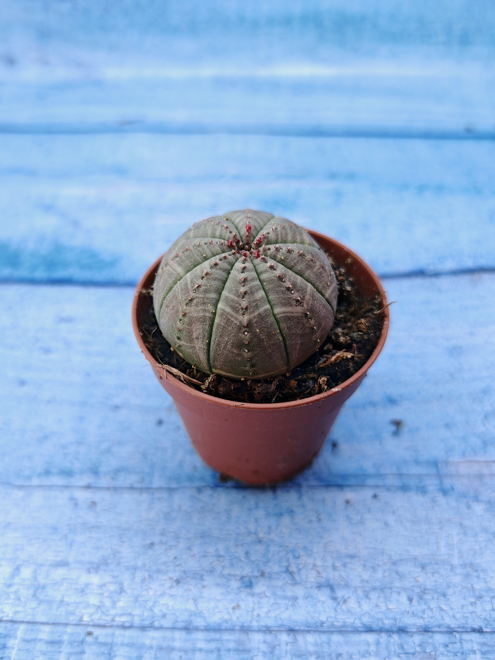 Euphorbia Obesa (Эуфорбия)