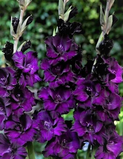 Гладиолус Блэк Вельвет