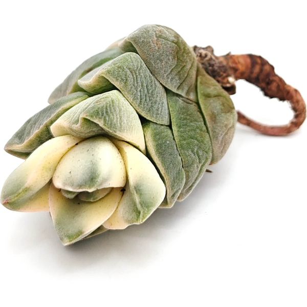 Крассула Мунглоу вариегатная