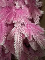 Заснеженная розовая елка «Фэнтези» (Литая хвоя) 150 см / 1,5 м