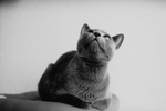 Фотопленка черно-белая FOMAPAN Classic iso 100 (36) 135mm