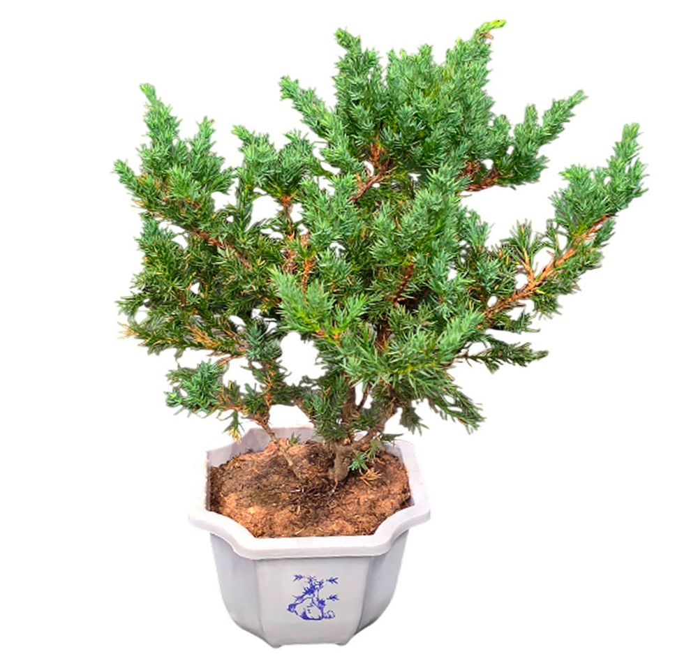 Можжевельник бонсай