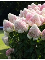 Самер Лав гортензия метельчатая