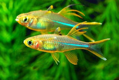 Тельматерина Ладыгези (Солнечный лучик)