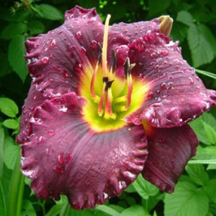 Лилейник Бела Лугоши С2