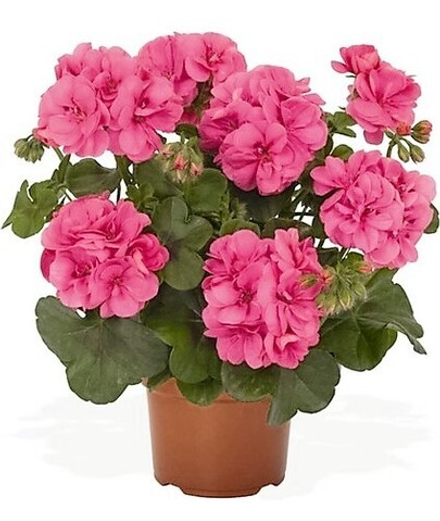 Пеларгония плющелистная Great Balls of Fire Pink ОКС укорененный черенок