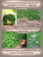 Микро мята Корсиканская ароматная мини