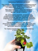 Пеларгония Летний белый танец звёздчатая
