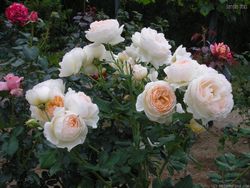 Мишель Морган (Michele Morgan)