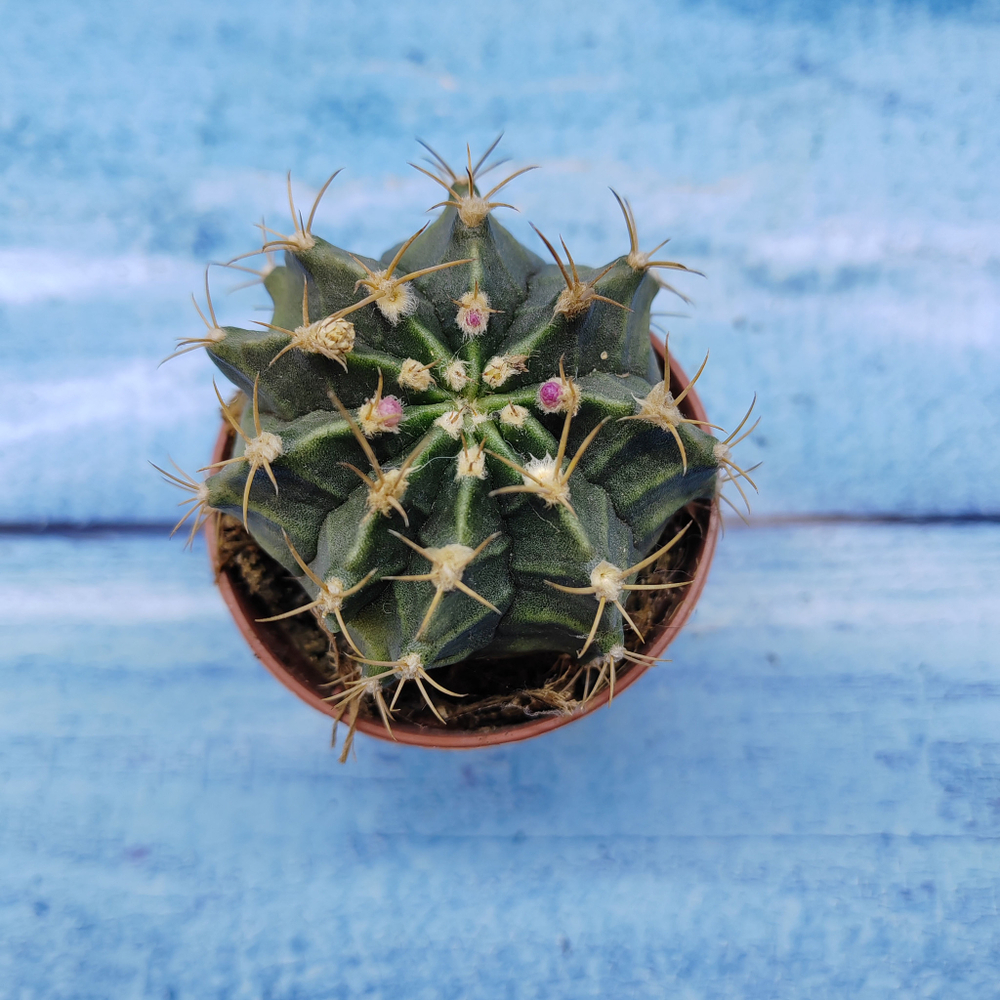 Gymnocalycium Friedrichii (Гимнокалициум)