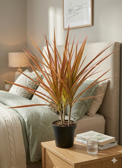 Драцена узколистная Seven-Color Iron д.12