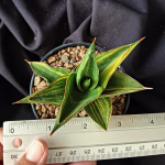 Сансевиерия BONNY VAR