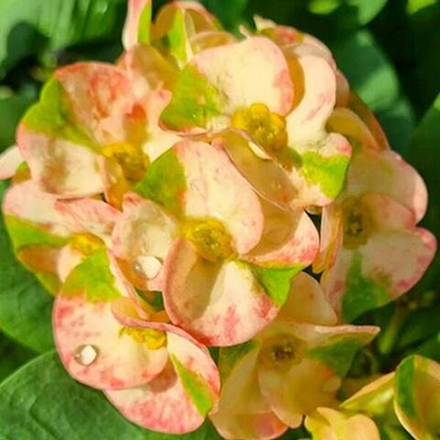 Эуфорбия Миля MEE LAB